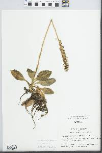 Goodyera pubescens image