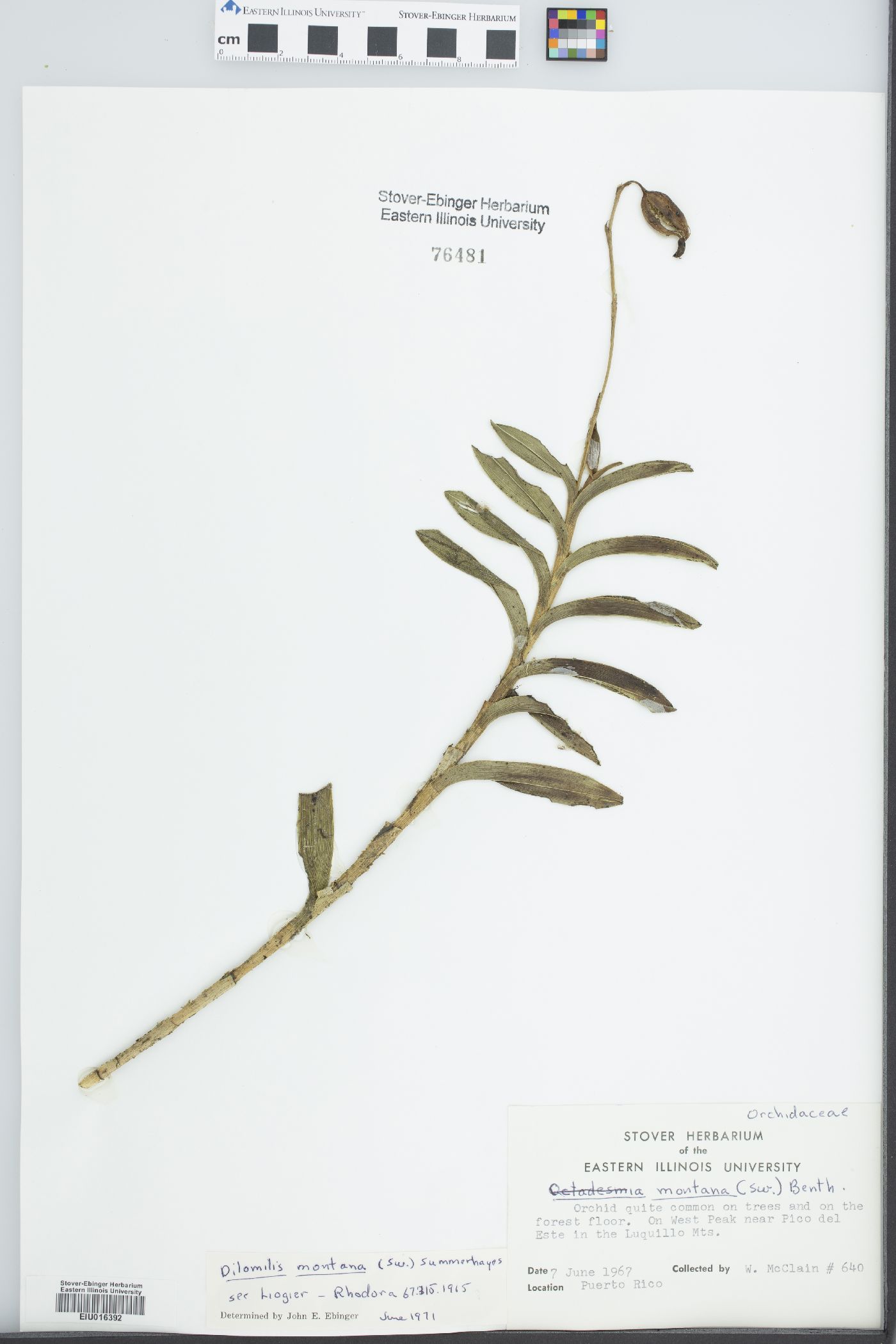 Dilomilis montana image
