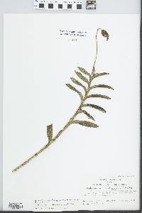 Dilomilis montana image