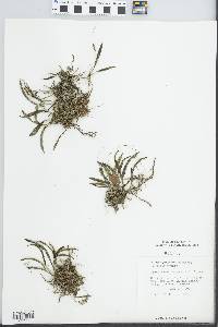 Epidendrum conopseum image