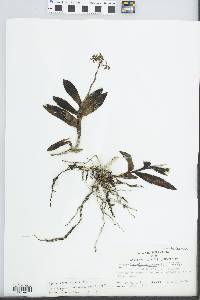 Epidendrum anceps image