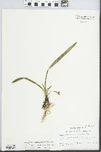 Maxillaria coccinea image