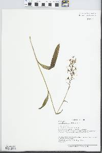 Platanthera lacera image