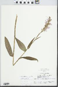 Platanthera peramoena image