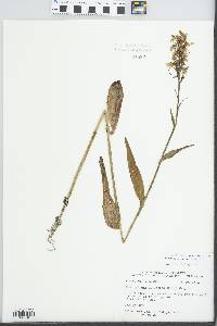 Platanthera peramoena image