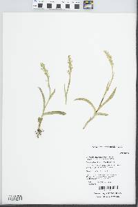 Platanthera aquilonis image