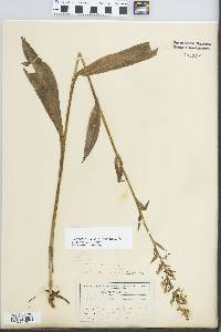 Platanthera lacera image