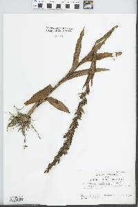 Habenaria eustachya image