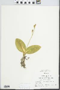 Liparis liliifolia image