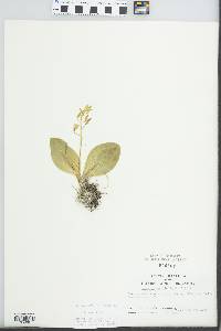 Liparis liliifolia image