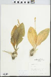 Liparis liliifolia image