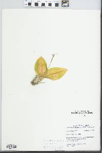 Liparis liliifolia image