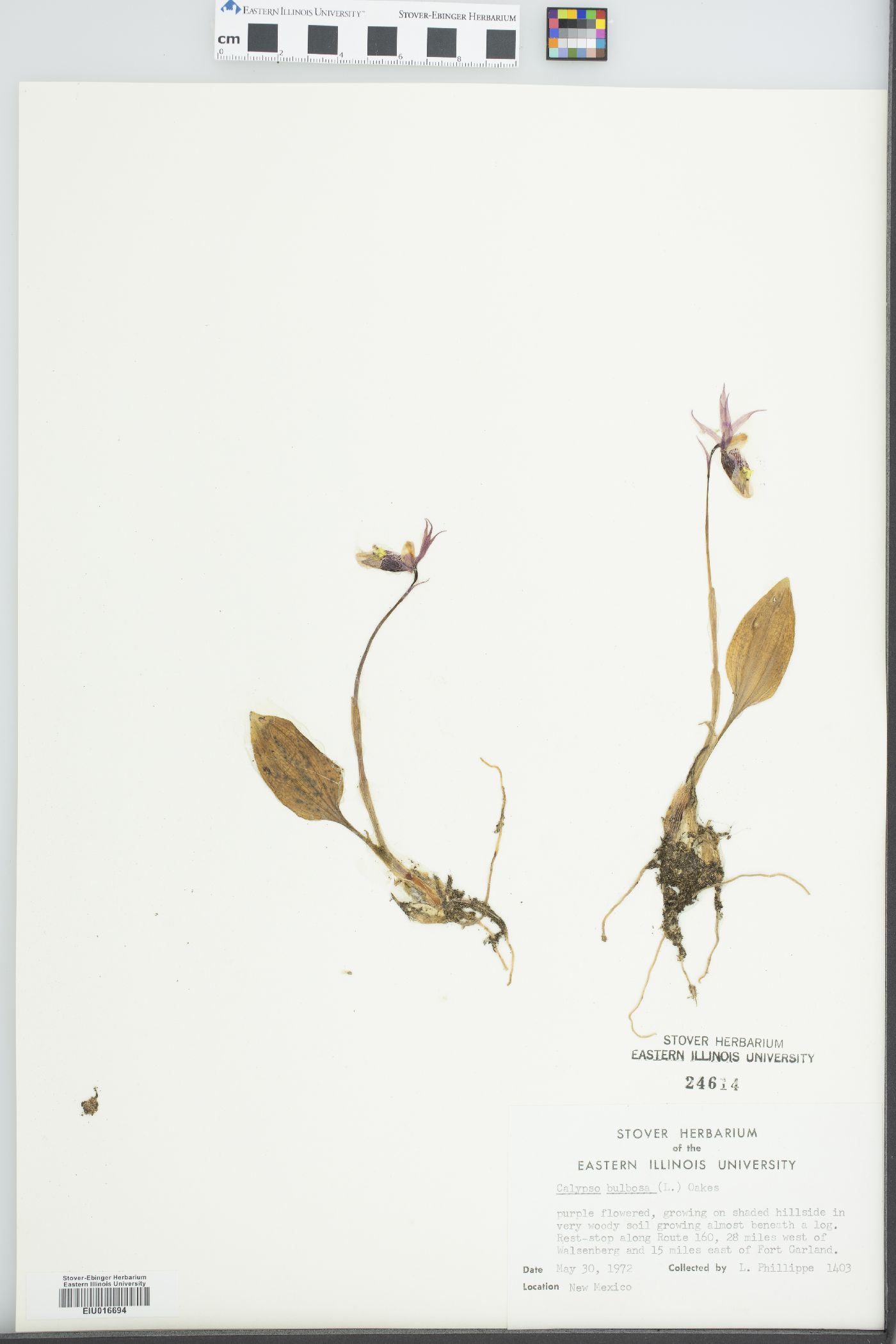 Calypso bulbosa subsp. occidentalis image