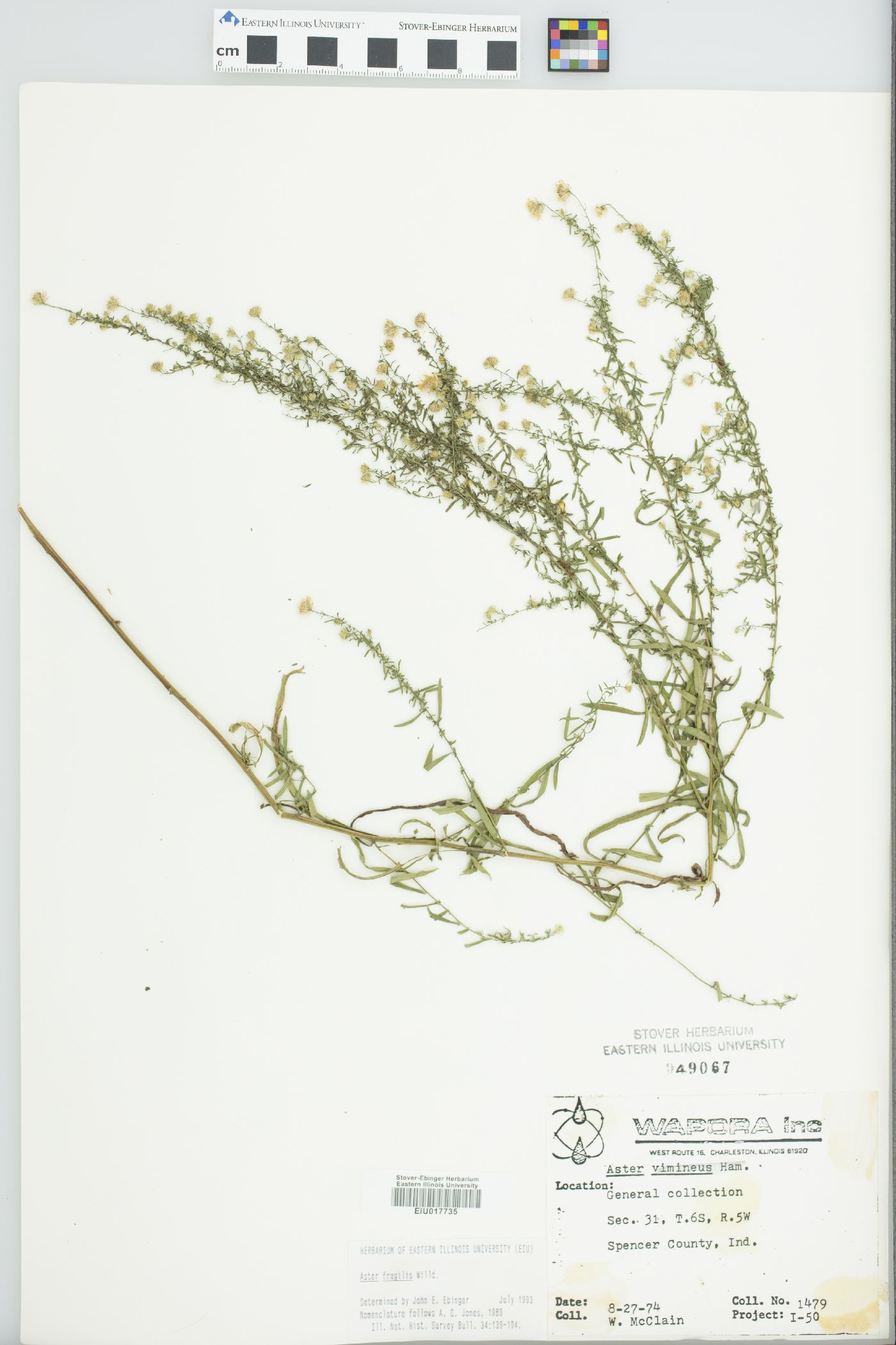 Aster fragilis image