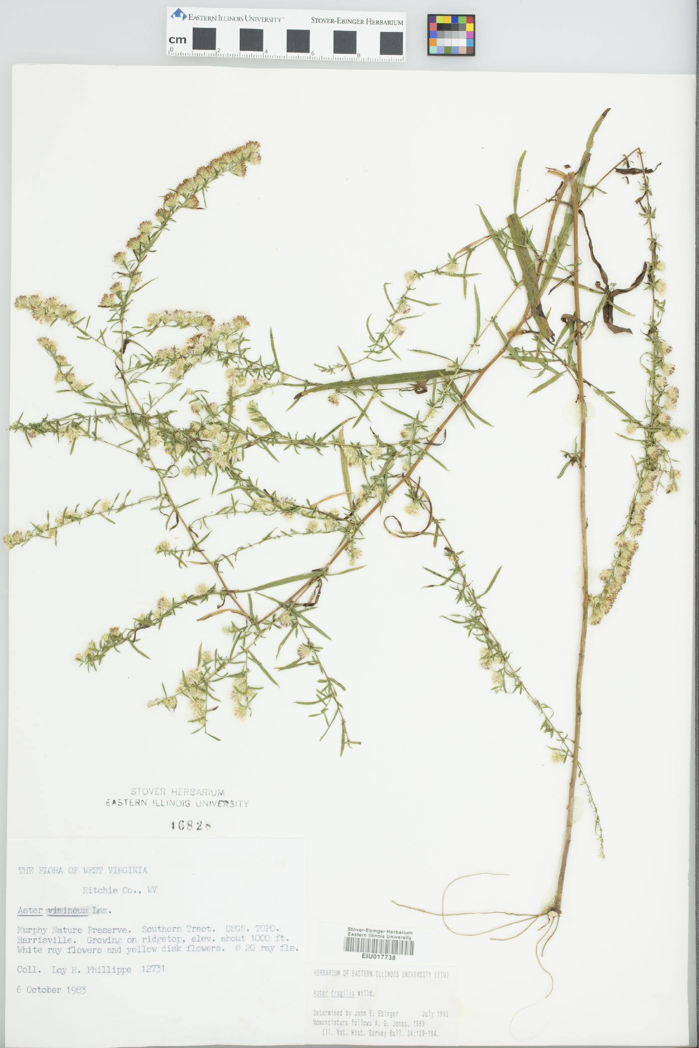 Aster fragilis image