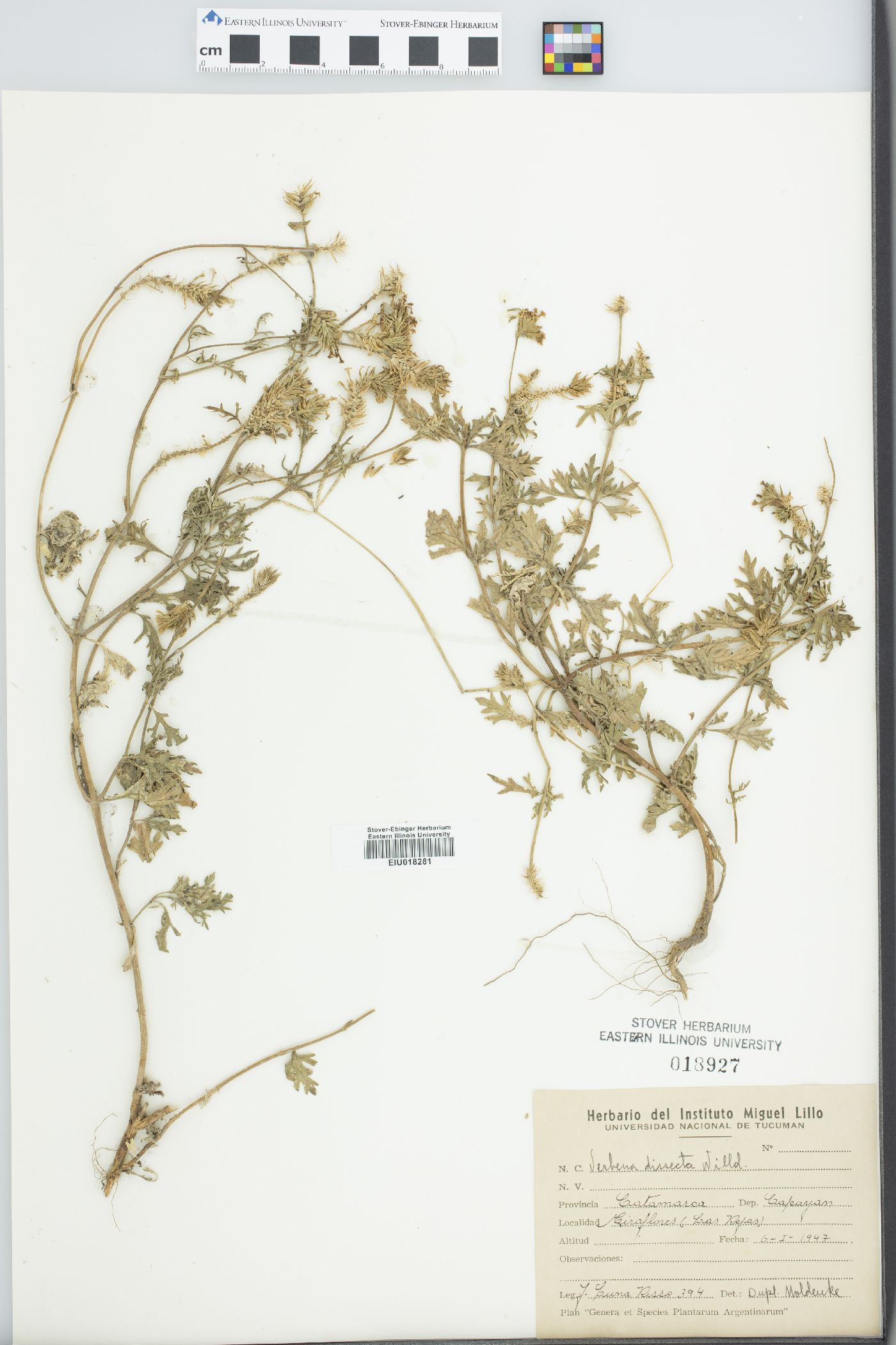 Verbena dissecta image