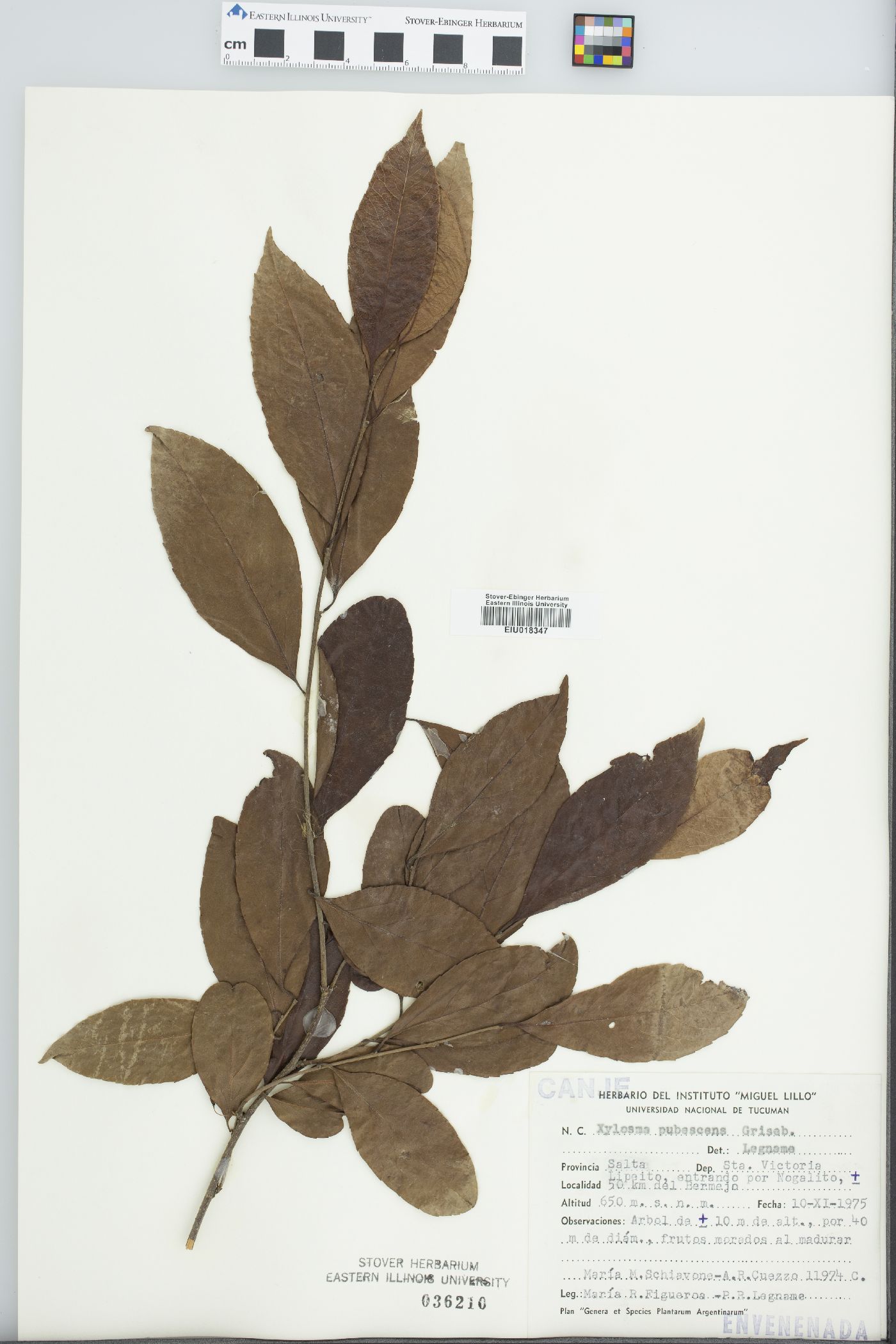 Xylosma pubescens image