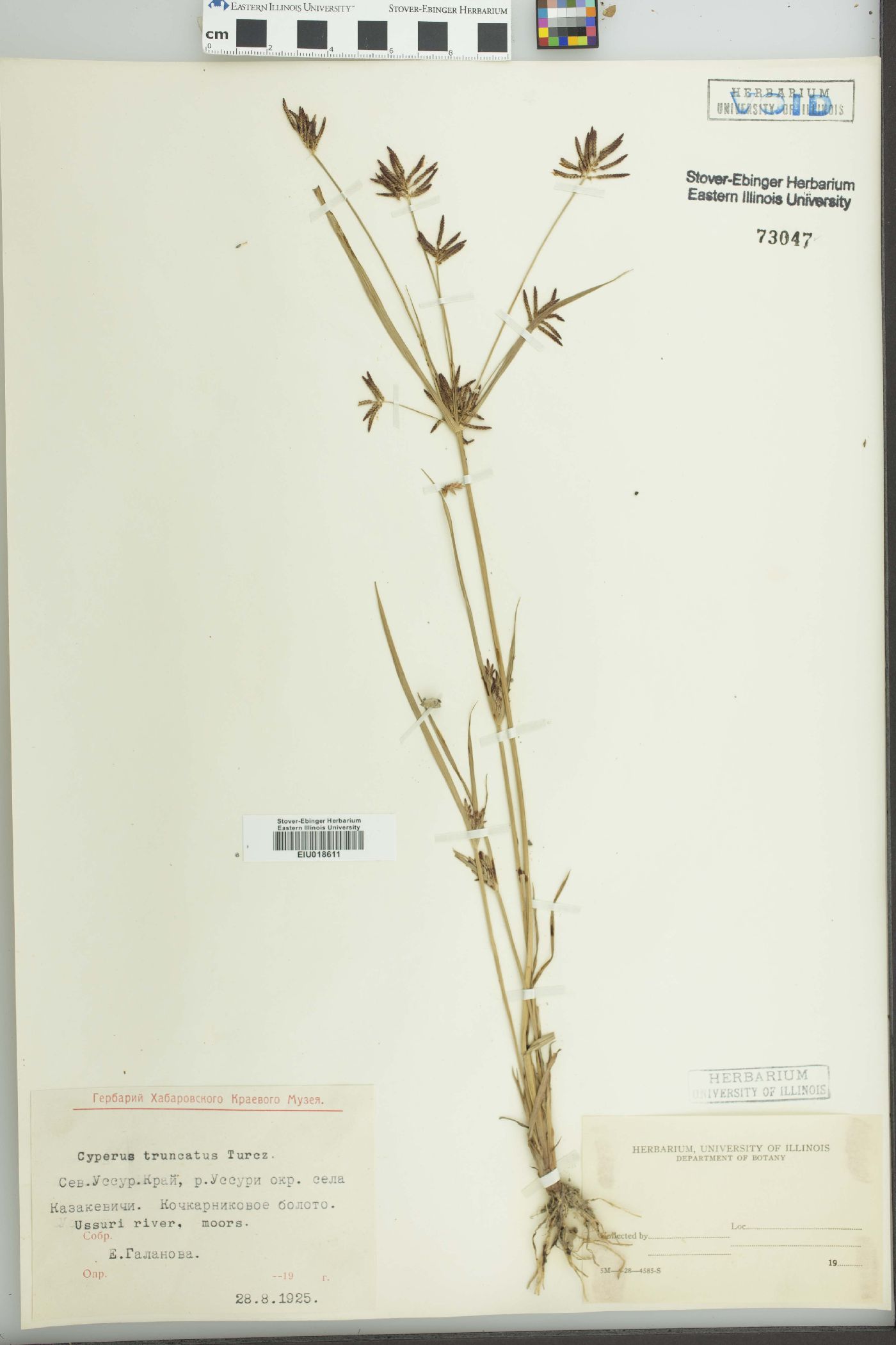 Cyperus schimperianus image