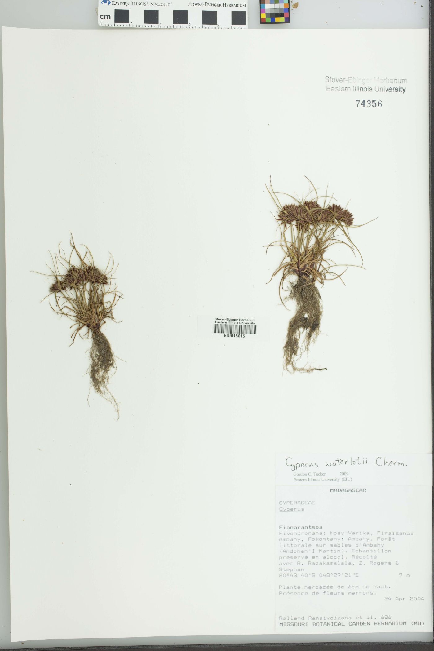 Cyperus waterlotii image
