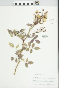 Rosa multiflora image