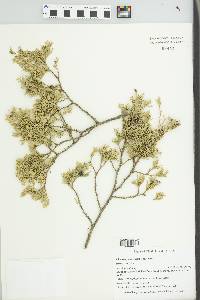 Chamaecyparis thyoides image