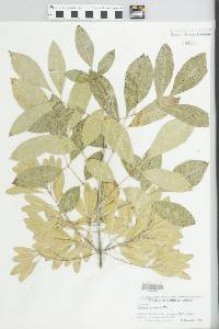 Fraxinus caroliniana image