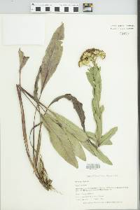 Solidago rigida image