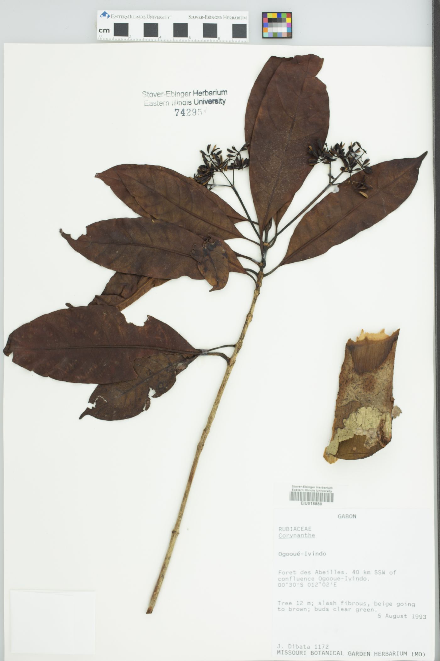 Corynanthe mayumbensis image