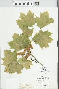 Acer platanoides image