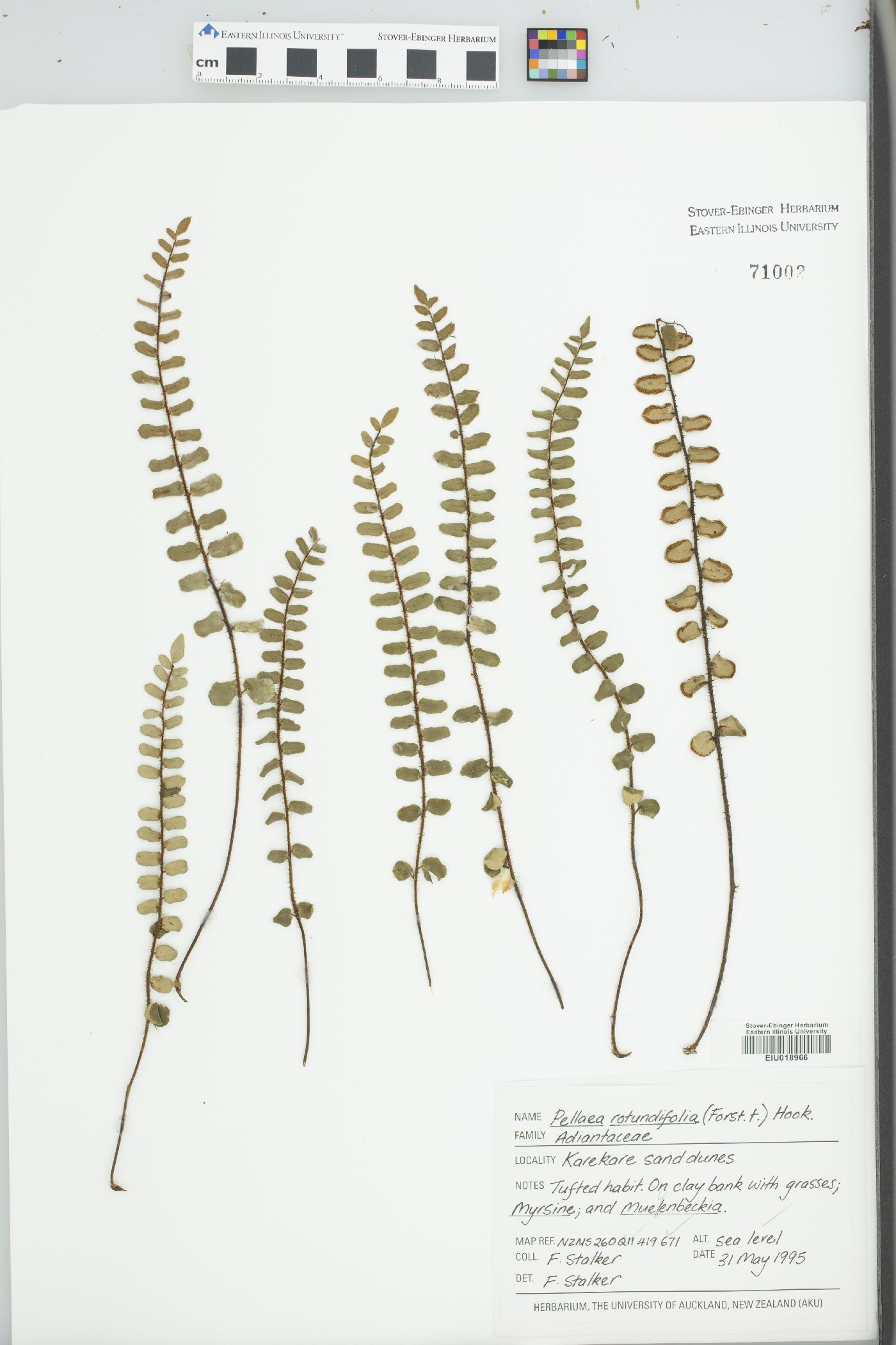 Pellaea rotundifolia image
