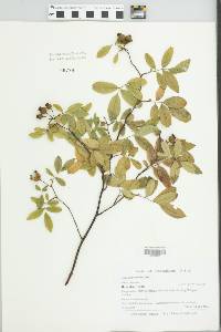 Rosa palustris image