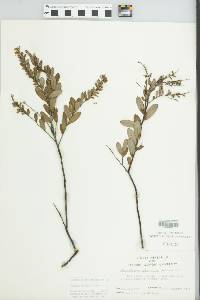 Chamaedaphne calyculata image