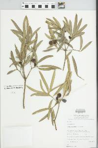 Podocarpus elatus image