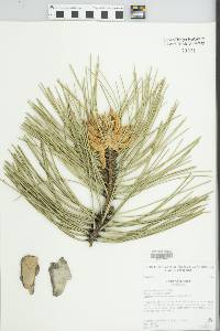 Pinus nigra image