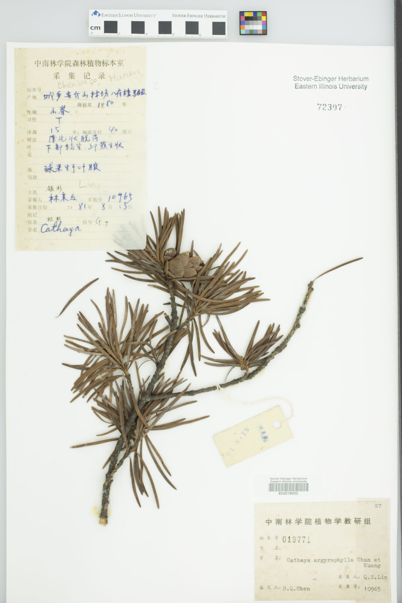 Cathaya argyrophylla image