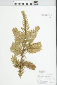 Keteleeria davidiana image