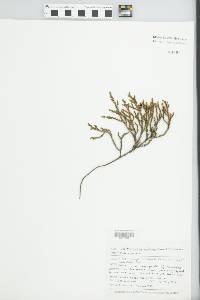 Lepidothamnus laxifolius image