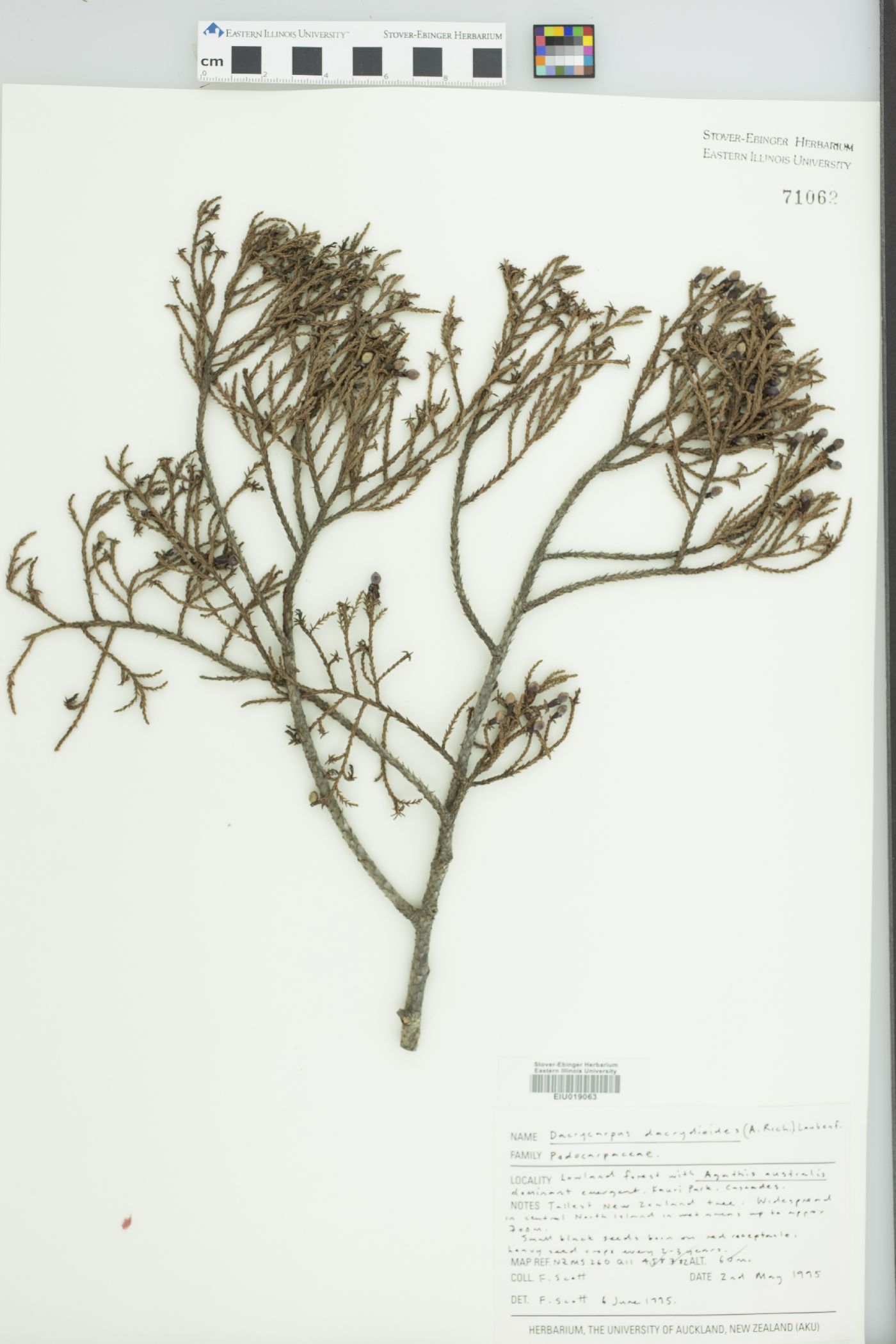 Dacrycarpus dacrydioides image