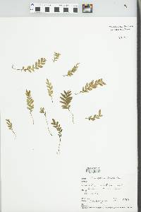 Tmesipteris lanceolata image