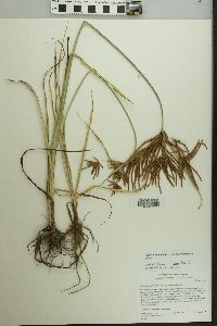 Cyperus esculentus var. macrostachyus image