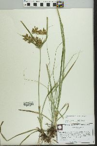 Cyperus esculentus var. macrostachyus image