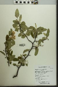 Malus ioënsis image