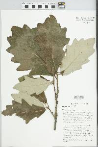 Quercus bicolor image