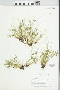 Cyperus squarrosus image