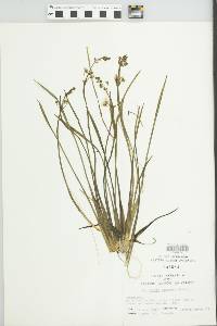 Sagittaria graminea image