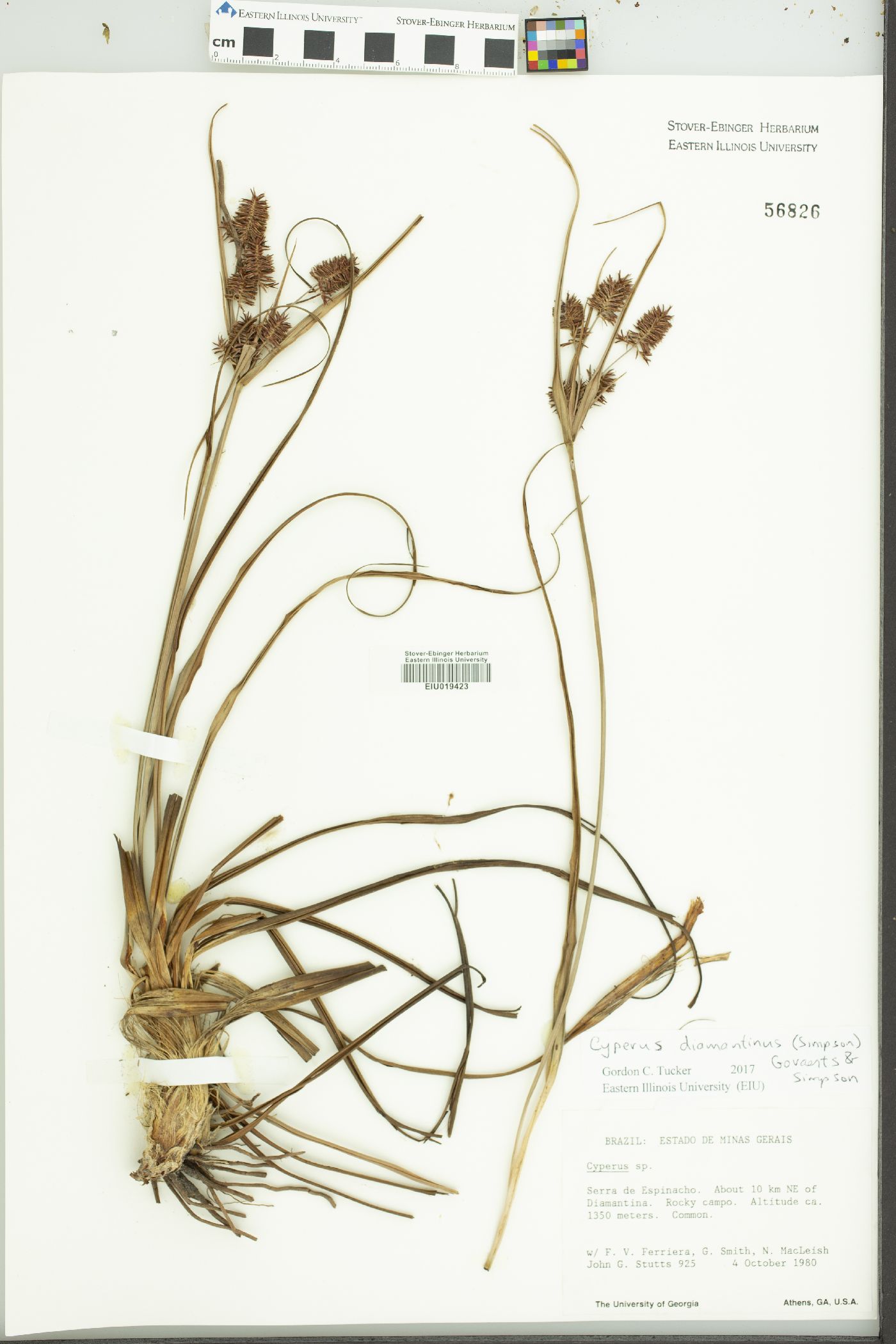 Cyperus diamantinus image