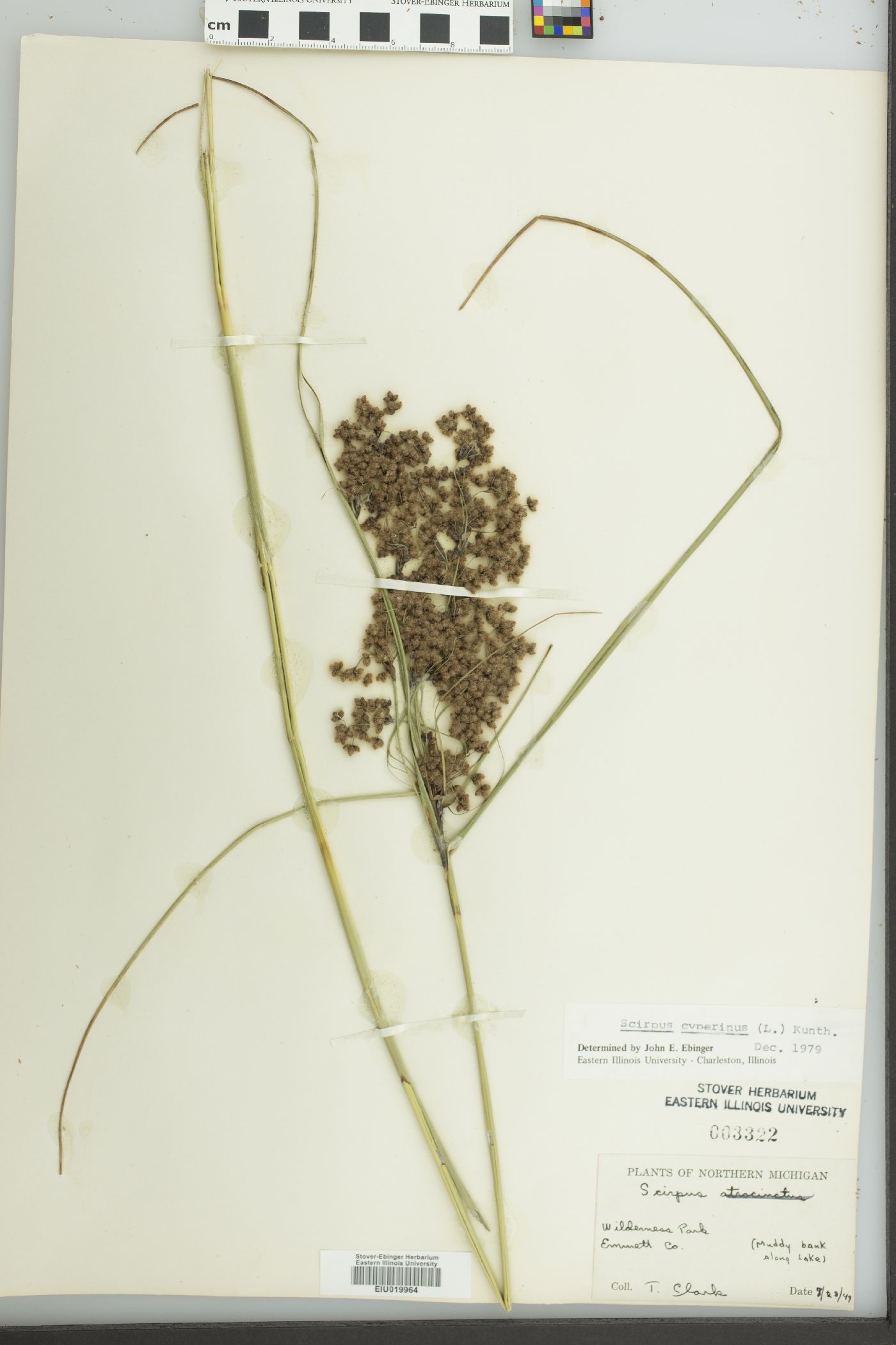 Scirpus atrocinctus image