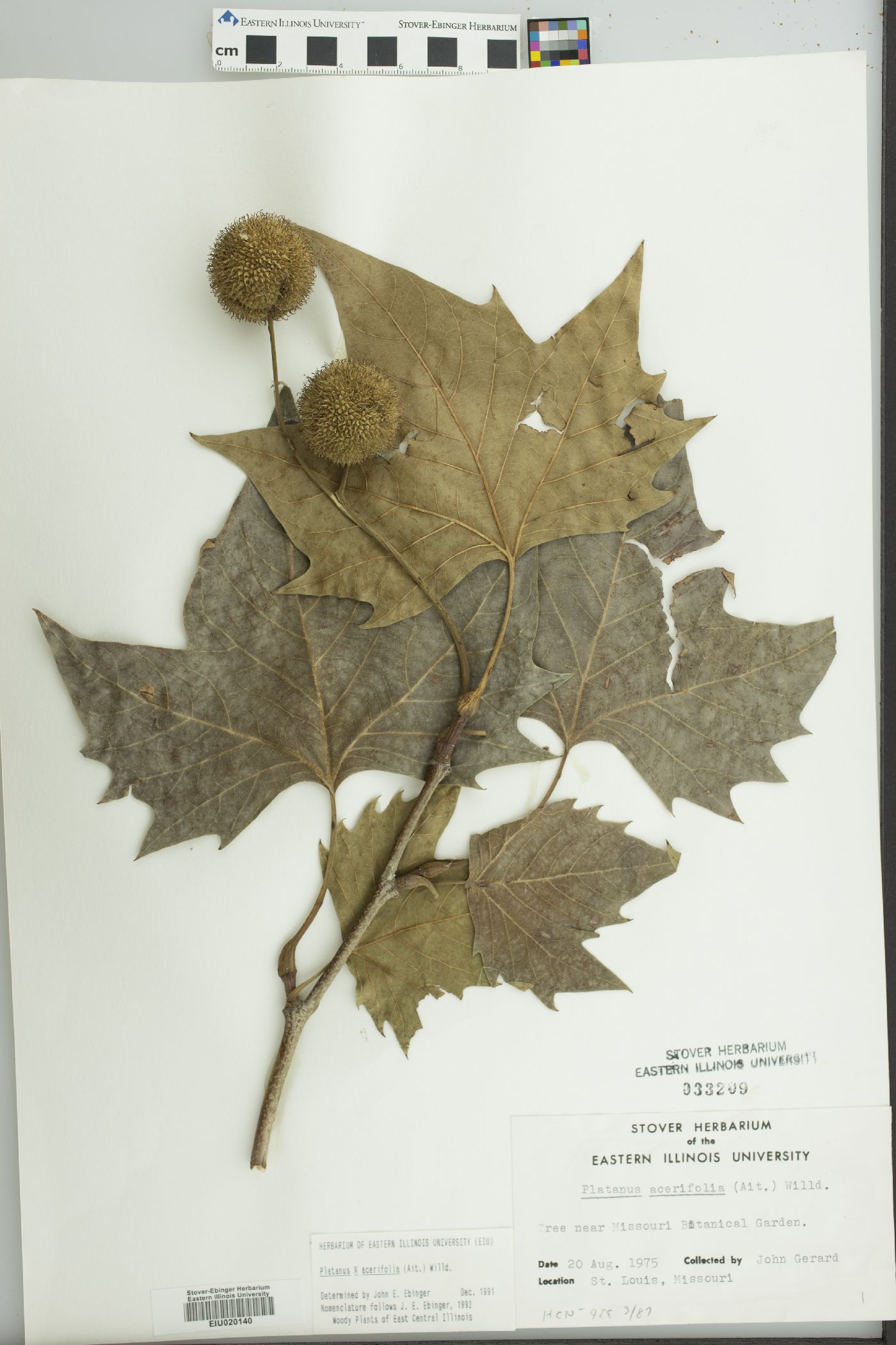 Platanus × acerifolia image