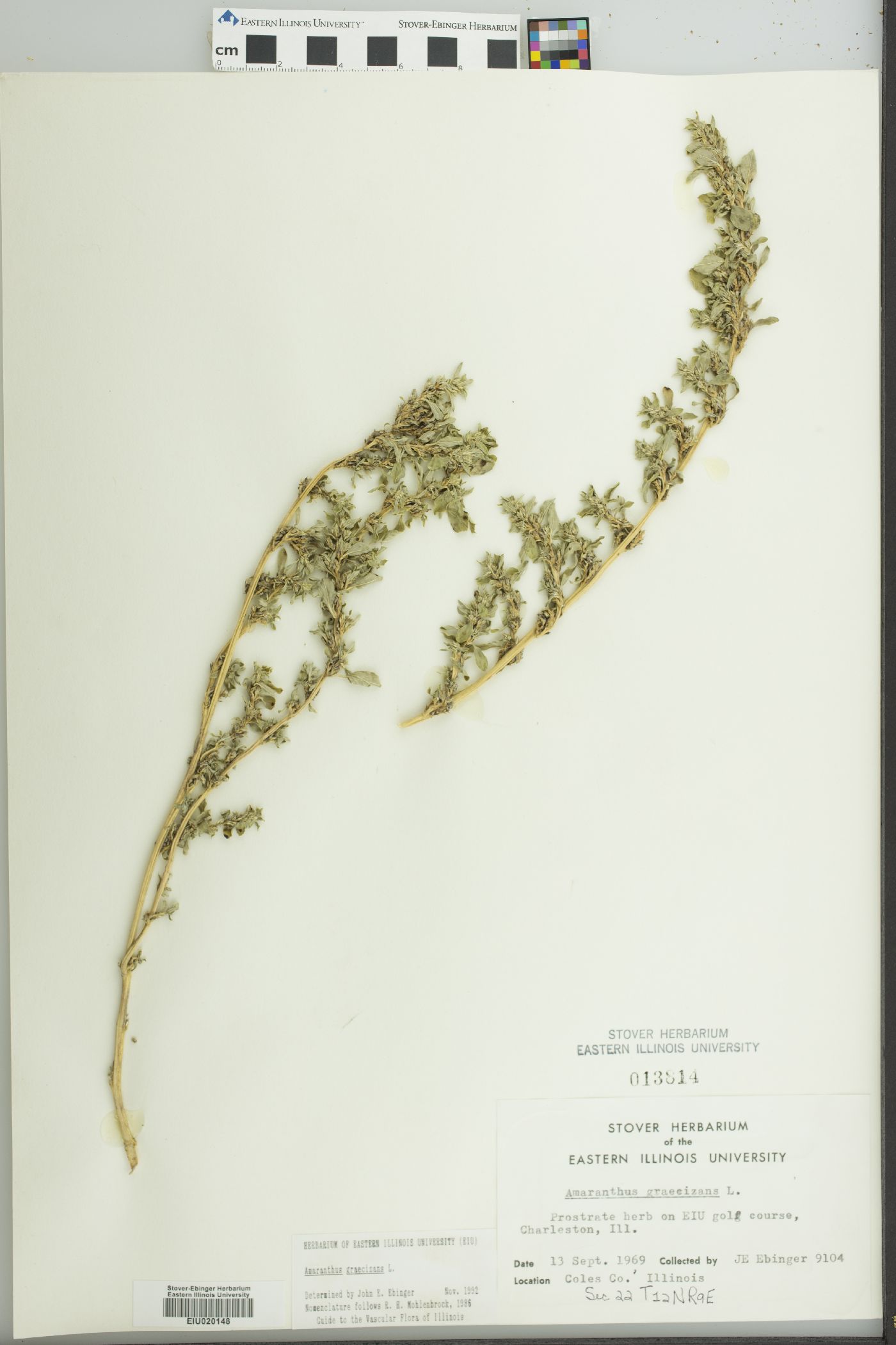 Amaranthus graecizans image