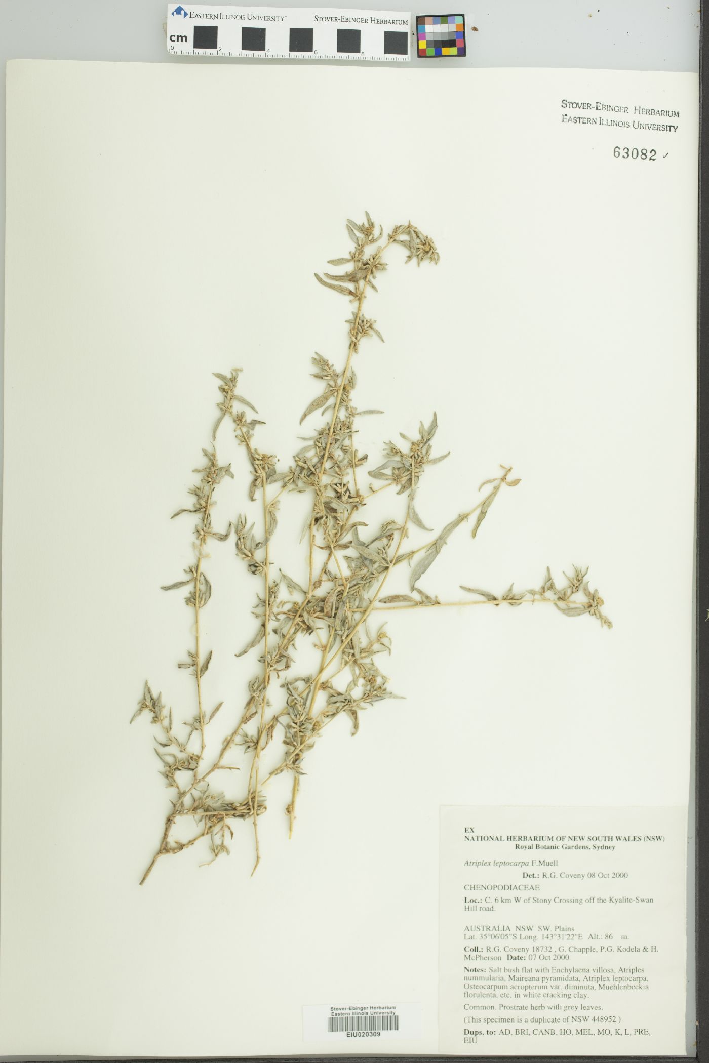 Atriplex leptocarpa image
